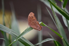 Melanitis leda bankia