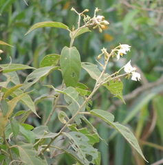 Solanum