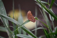 Melanitis leda bankia