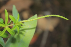 Peperomia microphylla