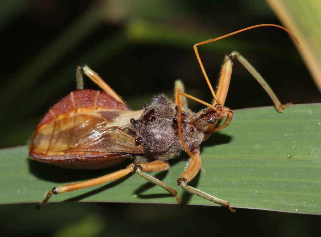 Common Assassin Bug