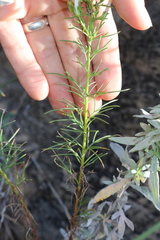 Ipomopsis longiflora longiflora