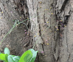 Talinum paniculatum