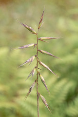 Australopyrum pectinatum