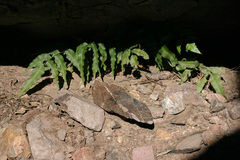 Holly Fern (Cyrtomium)