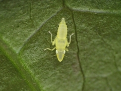 Evacanthinae