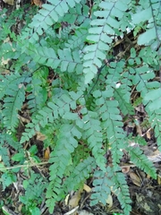 Adiantum cunninghamii