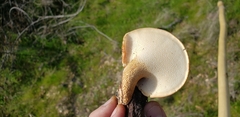 Polyporus mcmurphyi