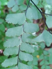 Adiantum cunninghamii