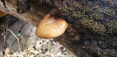 Polyporus mcmurphyi