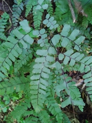 Adiantum cunninghamii