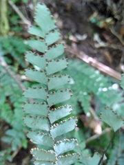 Adiantum cunninghamii
