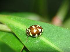 Ceratogergithus pseudotessellatus