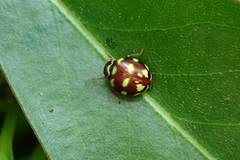 Ceratogergithus pseudotessellatus