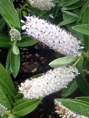 Veronica dieffenbachii