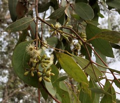 Eucalyptus microcarpa