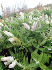 Veronica dieffenbachii