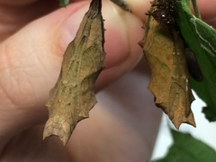 Polygonia interrogationis