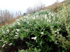 Veronica dieffenbachii