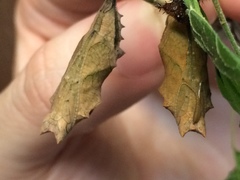 Polygonia interrogationis