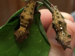 Polygonia interrogationis