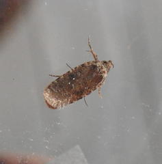 Agonopterix clemensella