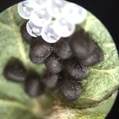 Pachycorinae