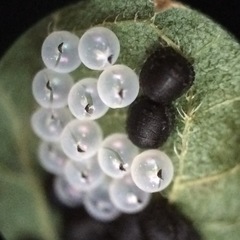 Pachycorinae