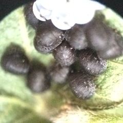Pachycorinae