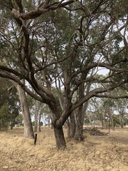 Eucalyptus microcarpa