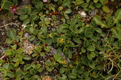 Salix herbacea