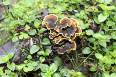 Podoscypha petalodes