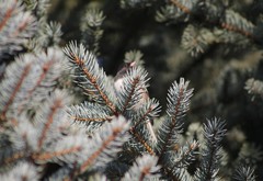 Junco hyemalis