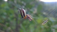 Alpaida quadrilorata