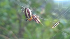 Alpaida quadrilorata