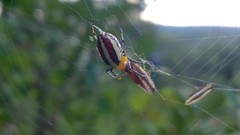 Alpaida quadrilorata