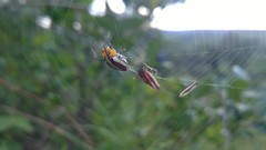 Alpaida quadrilorata