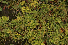Primula minima