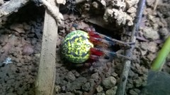 Araneus guttatus
