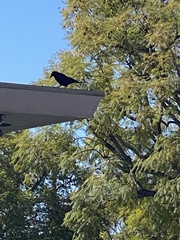 Corvus brachyrhynchos