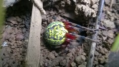 Araneus guttatus