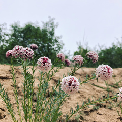 Stellera chamaejasme