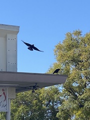 Corvus brachyrhynchos