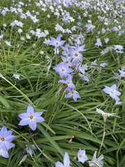 Ipheion