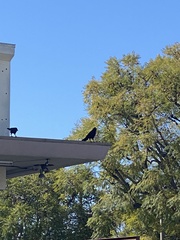 Corvus brachyrhynchos