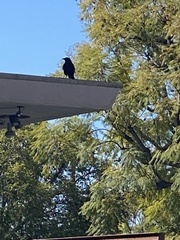 Corvus brachyrhynchos