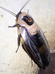 Blaberus craniifer