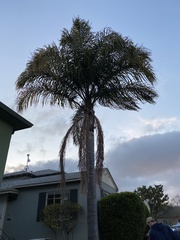 Arecaceae