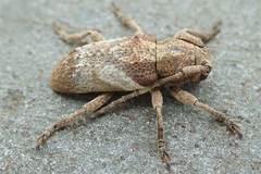 Pterolophia annulata