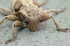 Pterolophia annulata